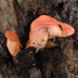 Fistulina hepatica 'Beafsteak Polypore'